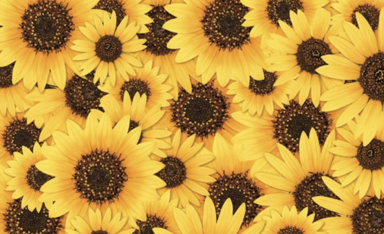Sunflower Backdrop